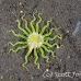 anemone_tr_si_h_0004_kom0354.jpg